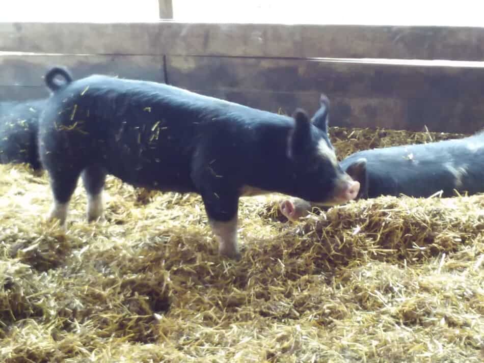 black pig standing in straw