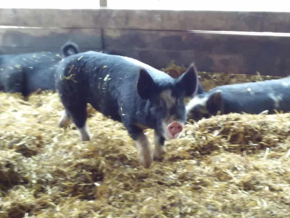 black pig with white markings