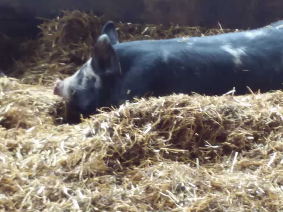 pig laying in straw pile