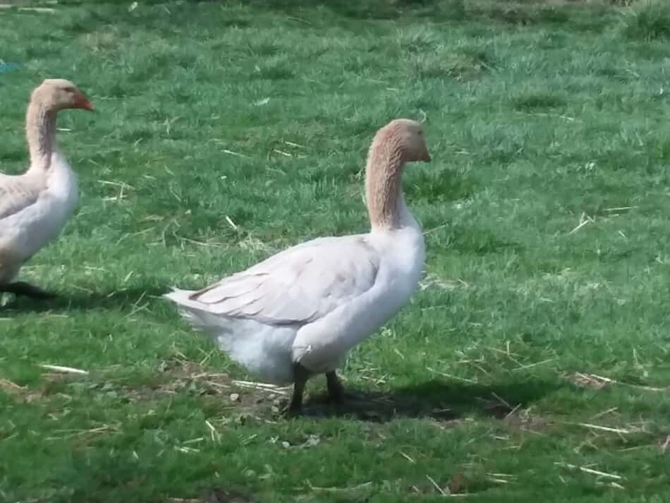 American Buff geese walking on grass