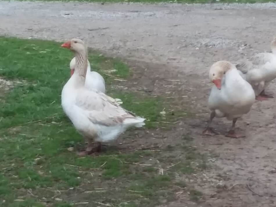 American Buff geese