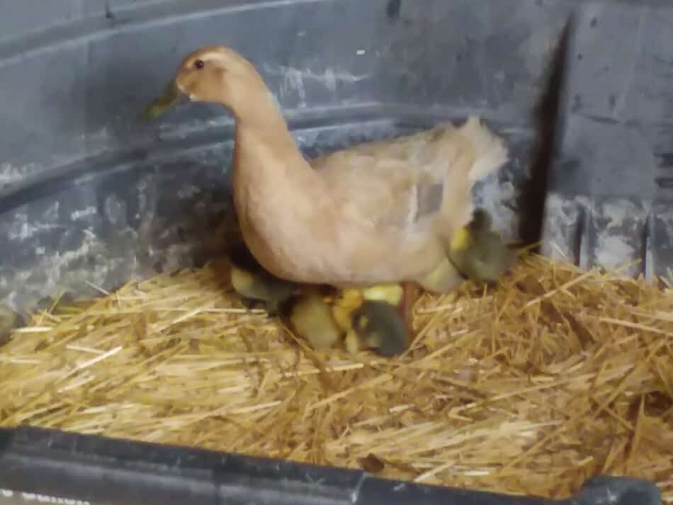duck hen sitting on newly hatched ducklings