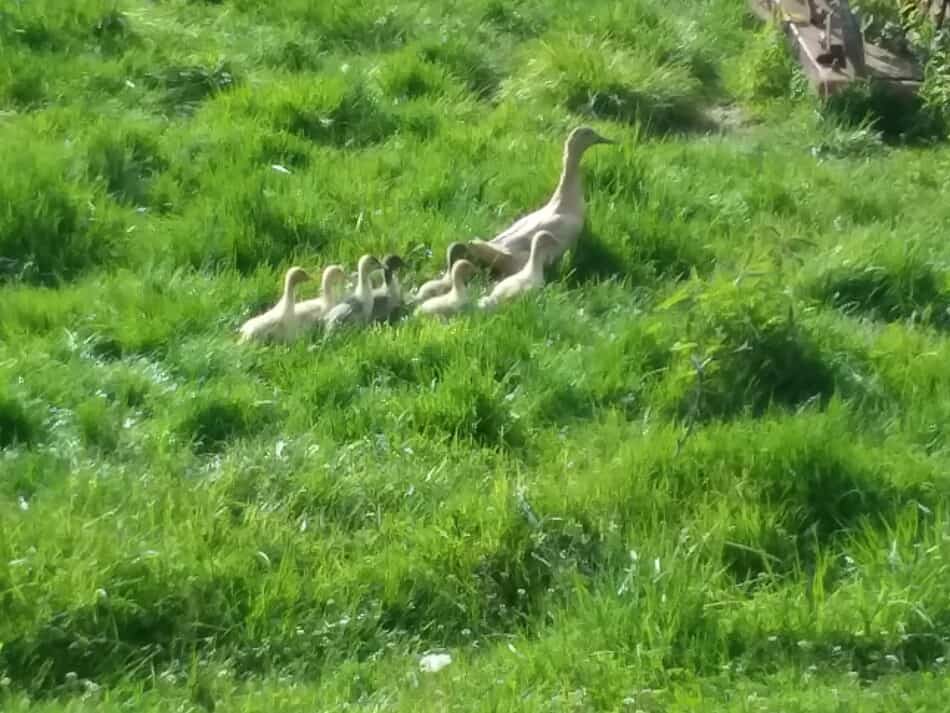 duck hen walking through grass with her ducklings