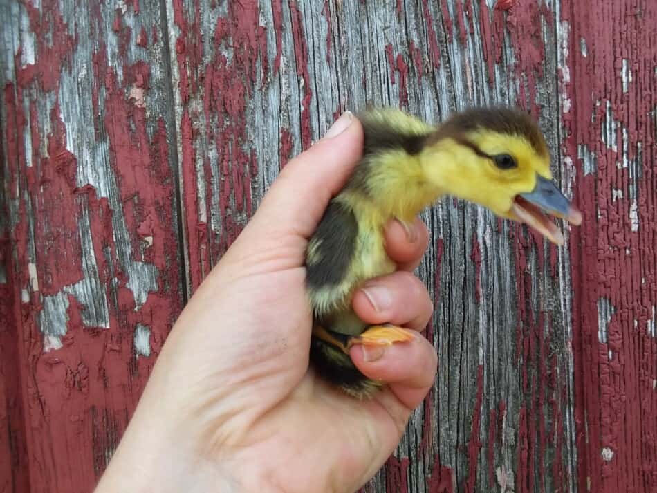 author holding a Muscovy duckling