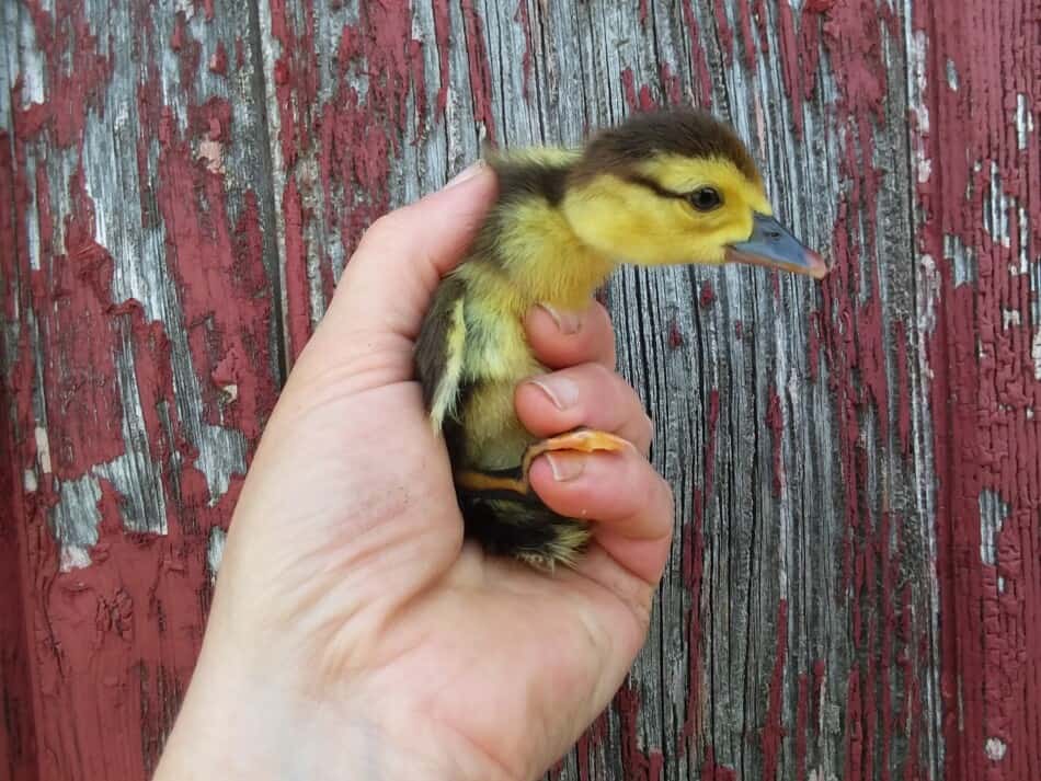 author holding Muscovy duckling