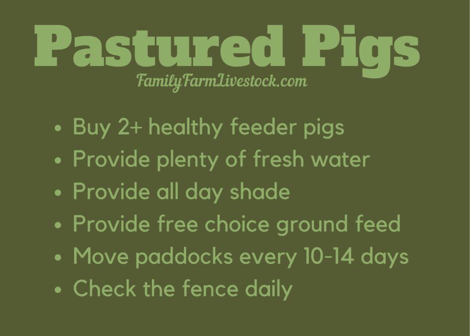infographic on needs of pastured pigs