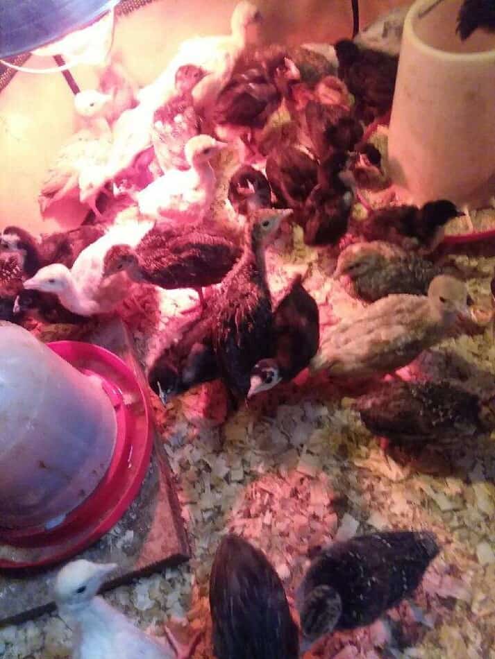 turkey poults in brooder at Echoinghills Farm