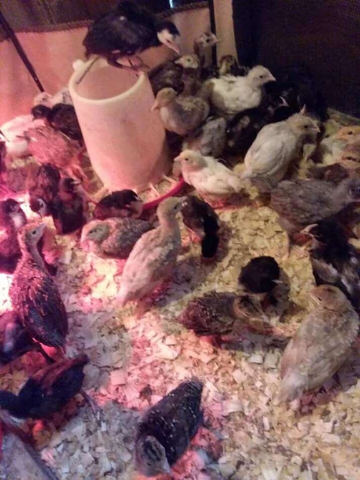 turkey poults in a brooder