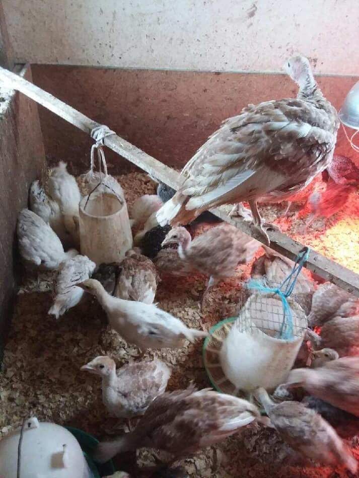 turkey poults in a brooder