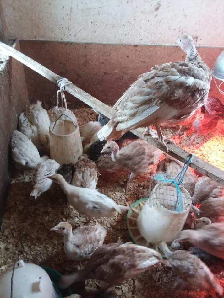 How To Raise Turkey Poults (Including Brooder Set Up) – Family Farm ...