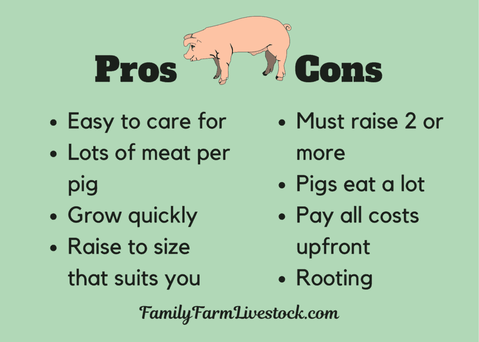 graphic highlighting main pros and cons of raising pigs