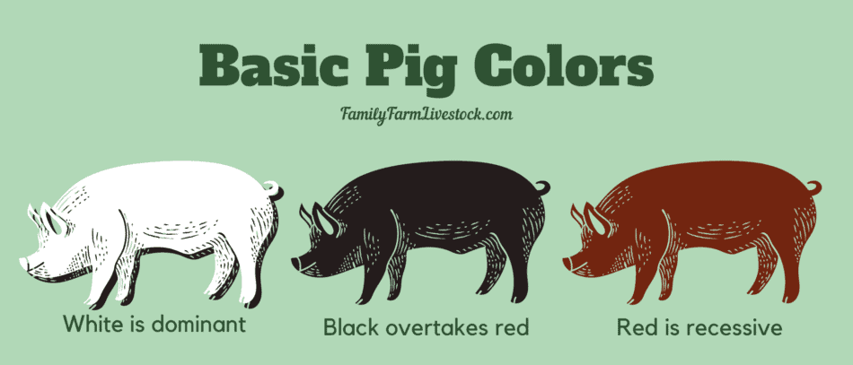 different types of pigs