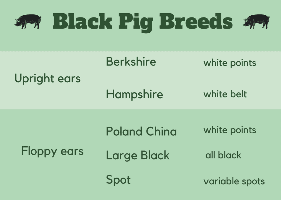graphic showing black pig differences