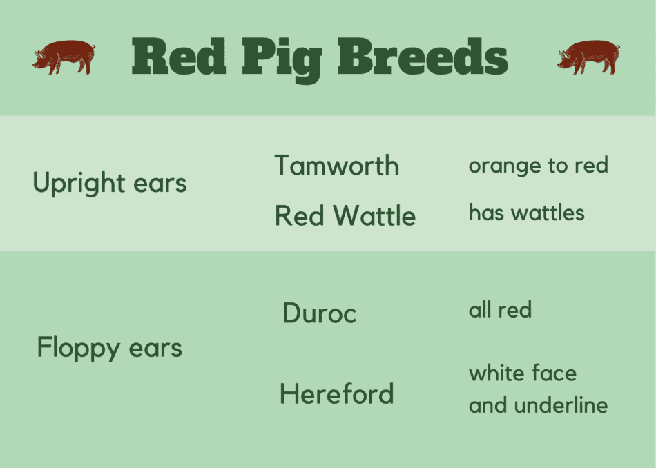 graphic showing red pig differences