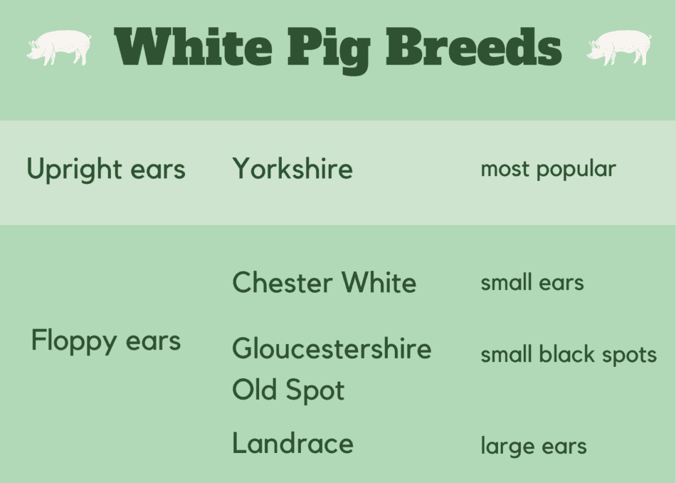 graphic showing white pig breed differences