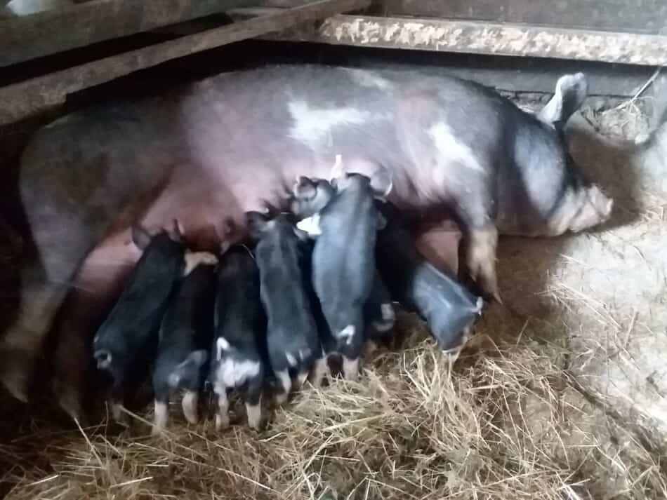 sow nursing litter of piglets