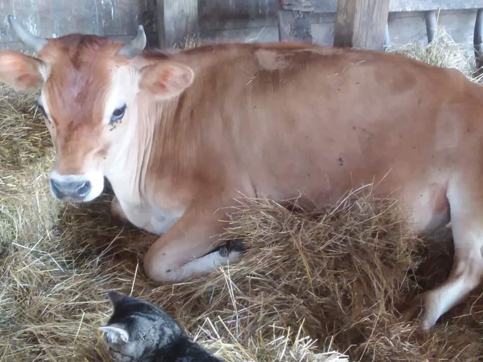 Jersey steer sitting on straw