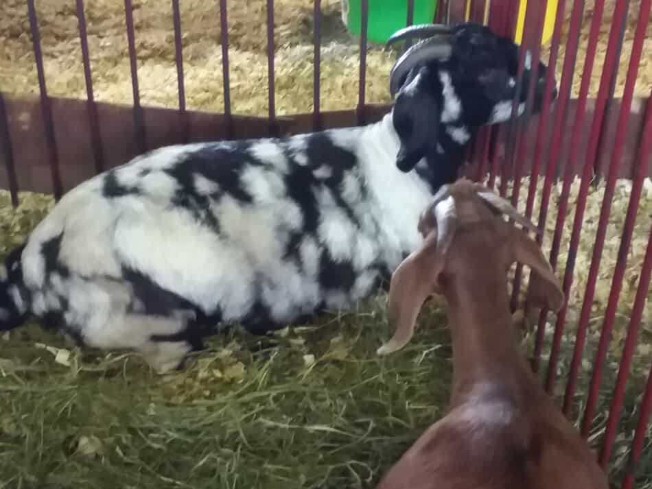 goats at the fair, one is black and white spotted, the other is red