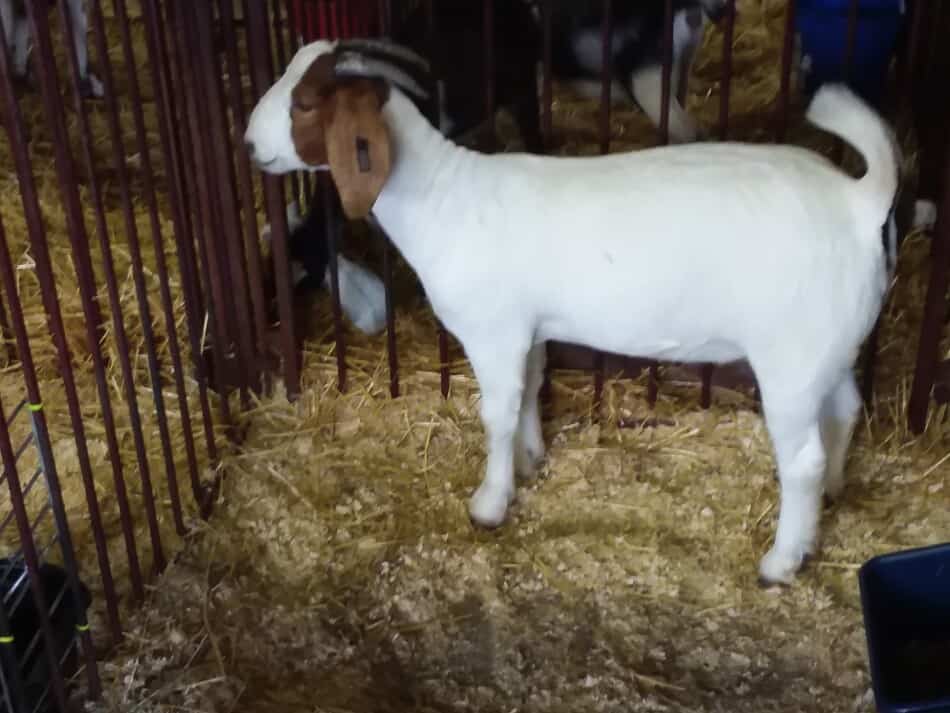 Boer type market goat at the fair