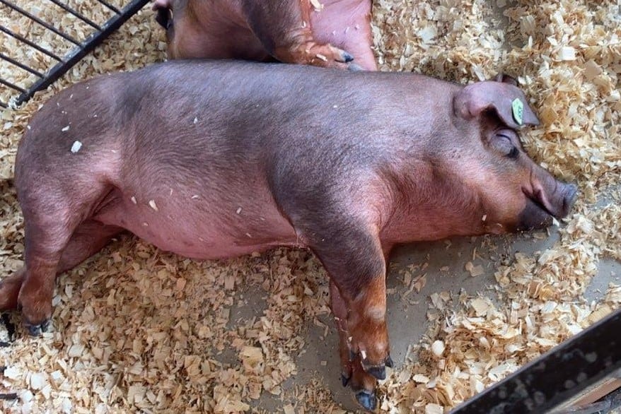 Duroc market hog sleeping