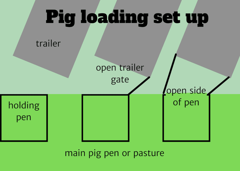 graphic showing pig loading pen