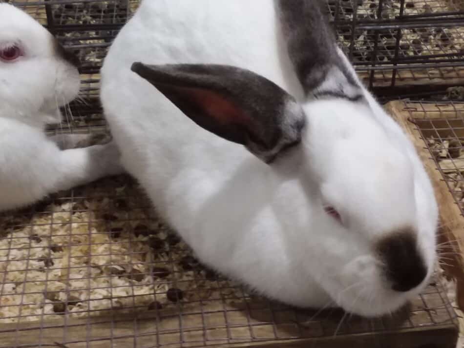 Californian rabbits at the fair