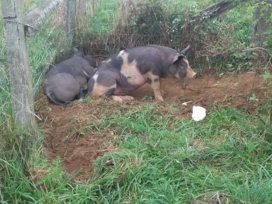 pigs on pasture