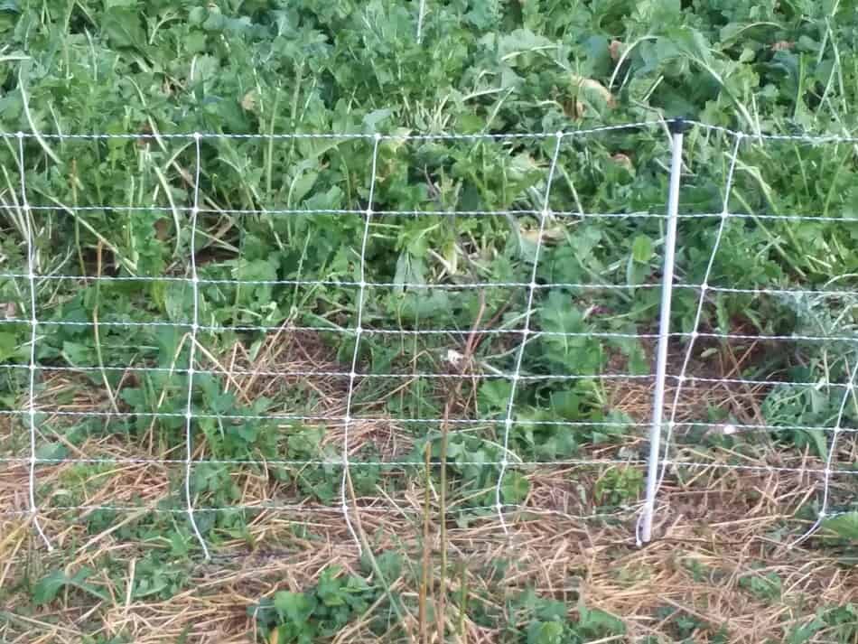 electric netting fencing in turnips to graze