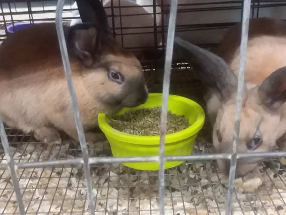Cinnamon rabbits eating pellets out of a bowl