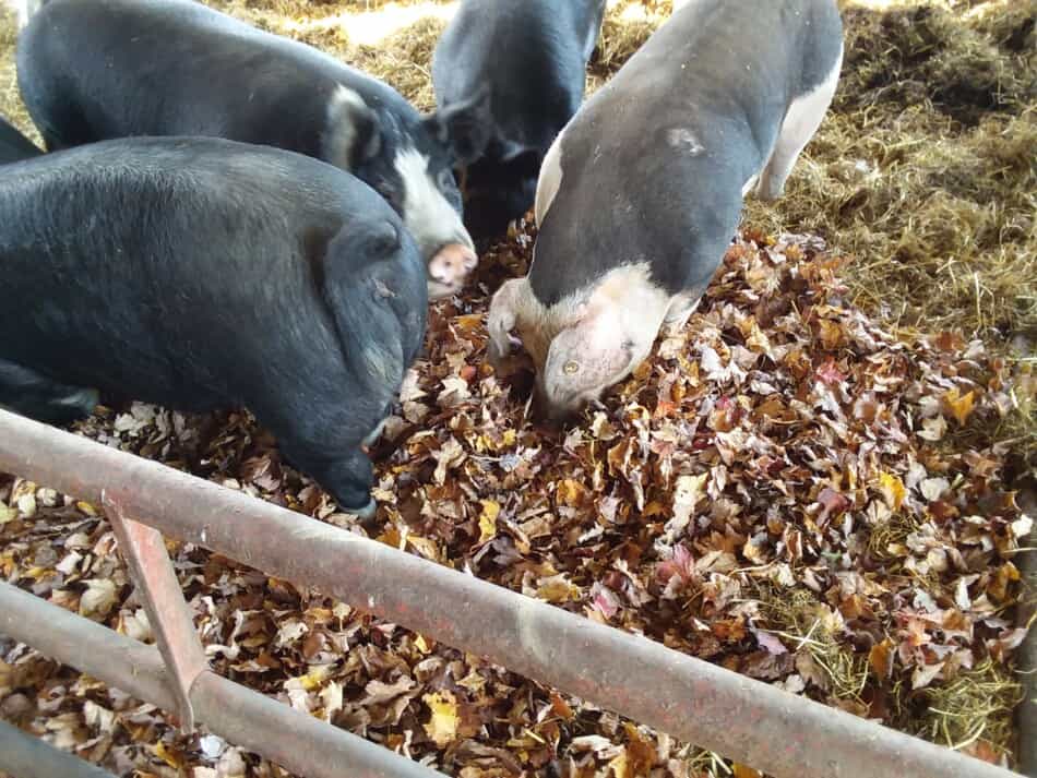 pigs rooting through fall leaves used as bedding