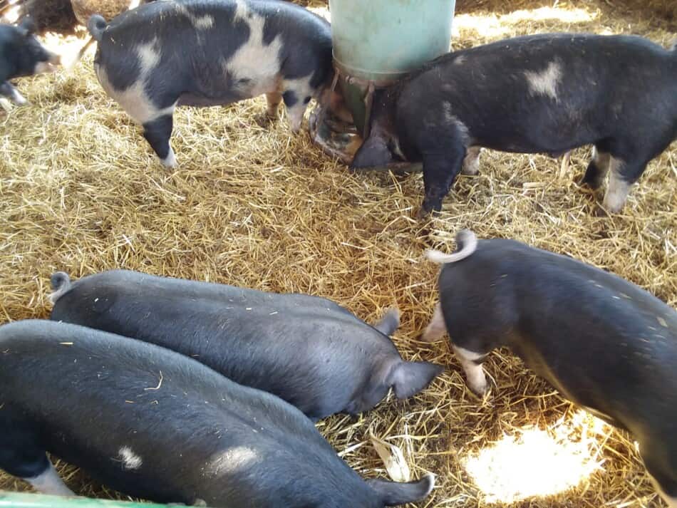 black pigs eating out of feeder