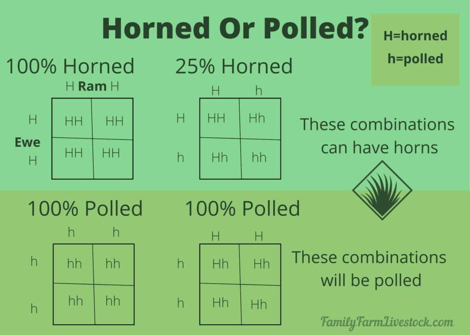 graphic showing horned vs polled genetics