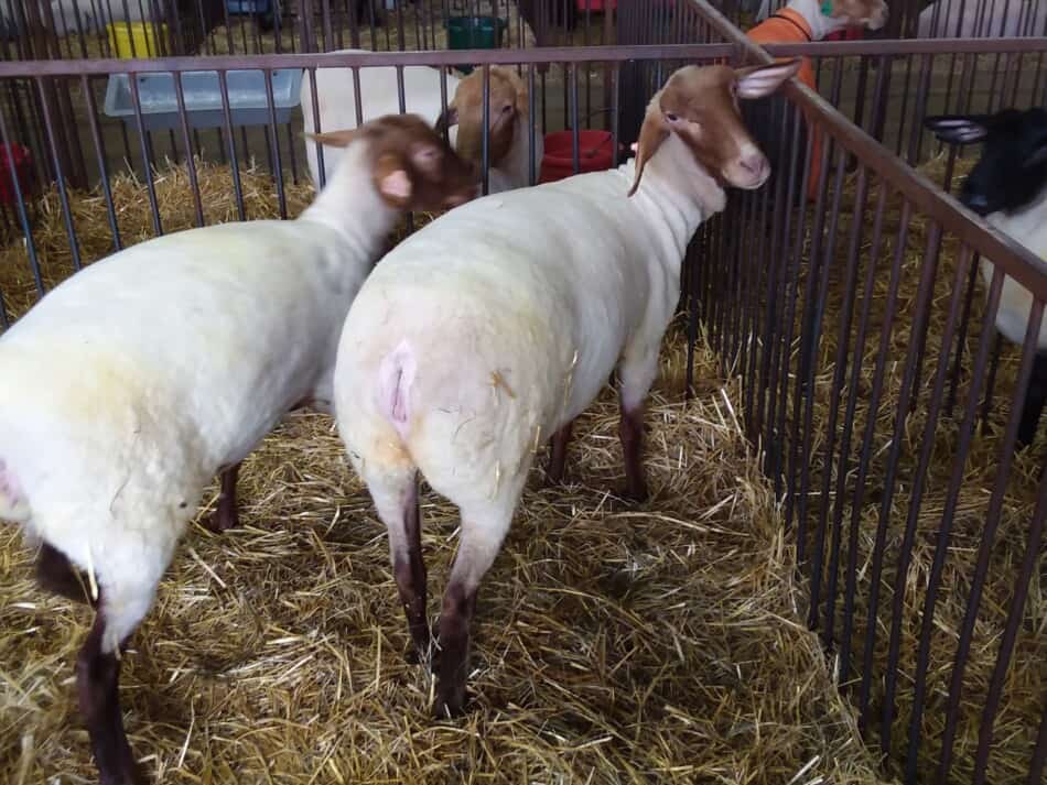 Tunis sheep at a sheep show