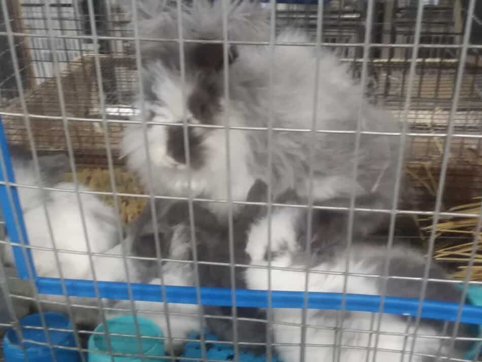 angora rabbit with litter