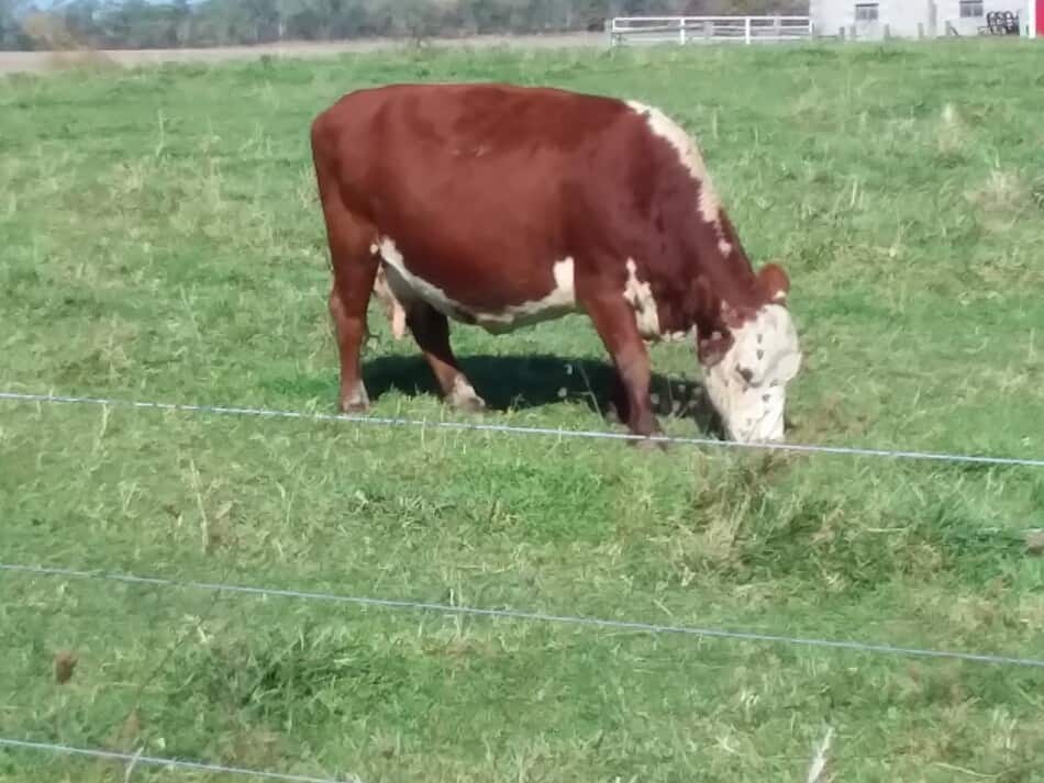 Hereford cow grazing