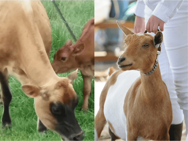 Milking Cow Vs Milking Goat: Which One Should You Choose?