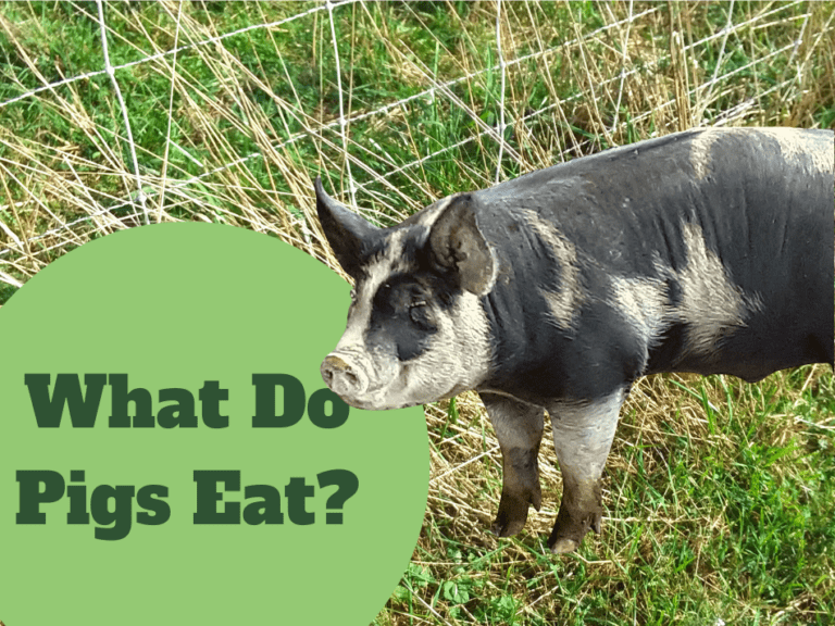 Pig Raising Basics:  What Do You Feed Your Pigs?