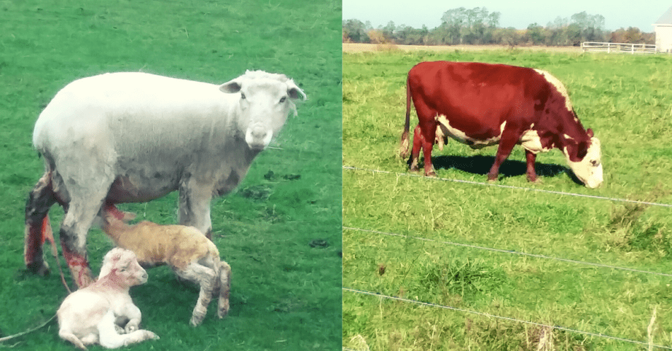 ewe with lambs and Hereford cow