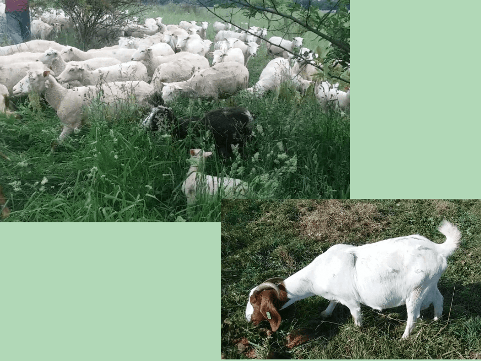 sheep flock and single goat grazing
