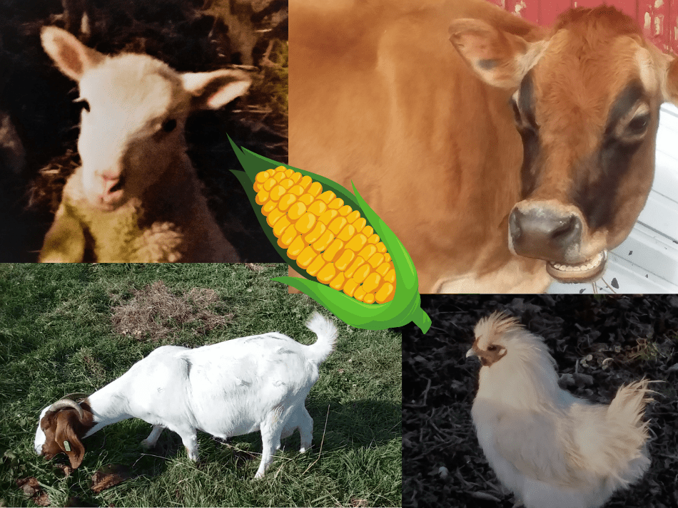 lamb, cow, goat and chicken pictures around ear of corn