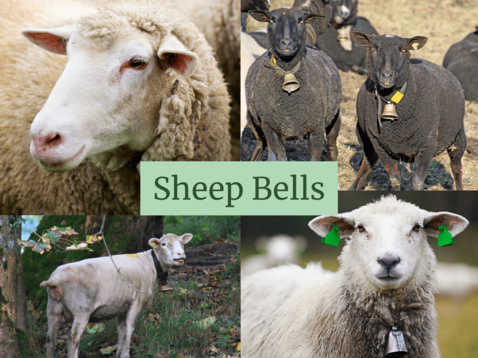 Sheep collar 2025 with bell