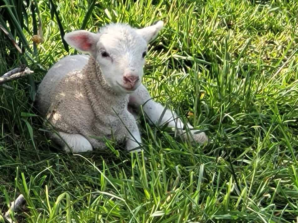 lamb resting in shade in pasture