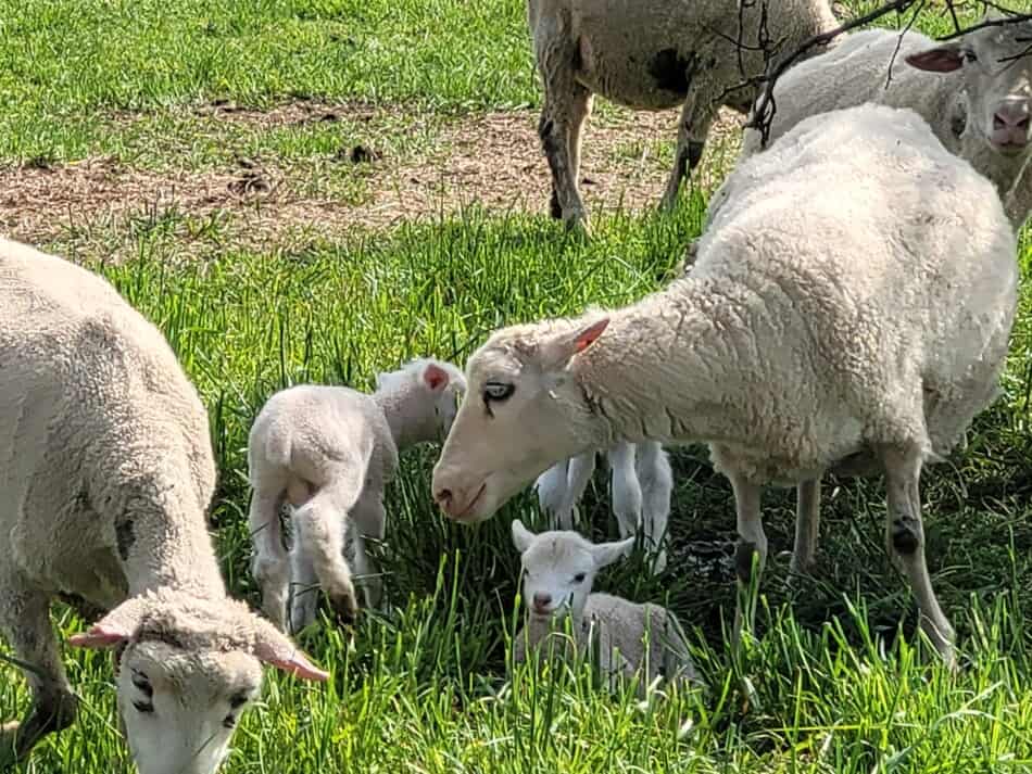 ewes on pasture in spring with new lambs