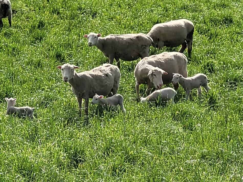 ewes with new lambs on pasture