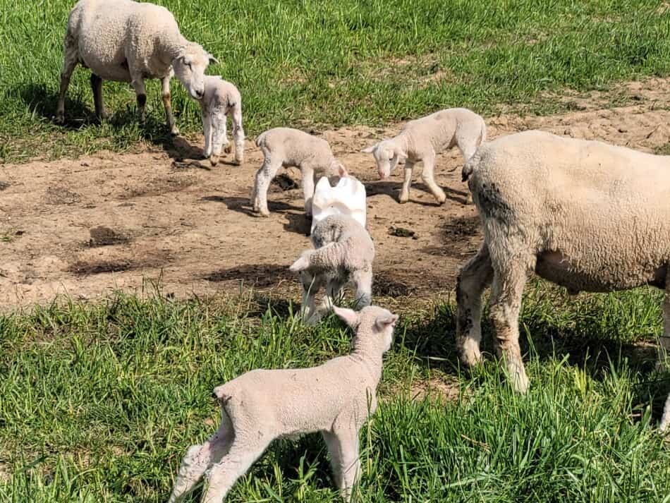 white faced sheep and lambs at salt block on pasture