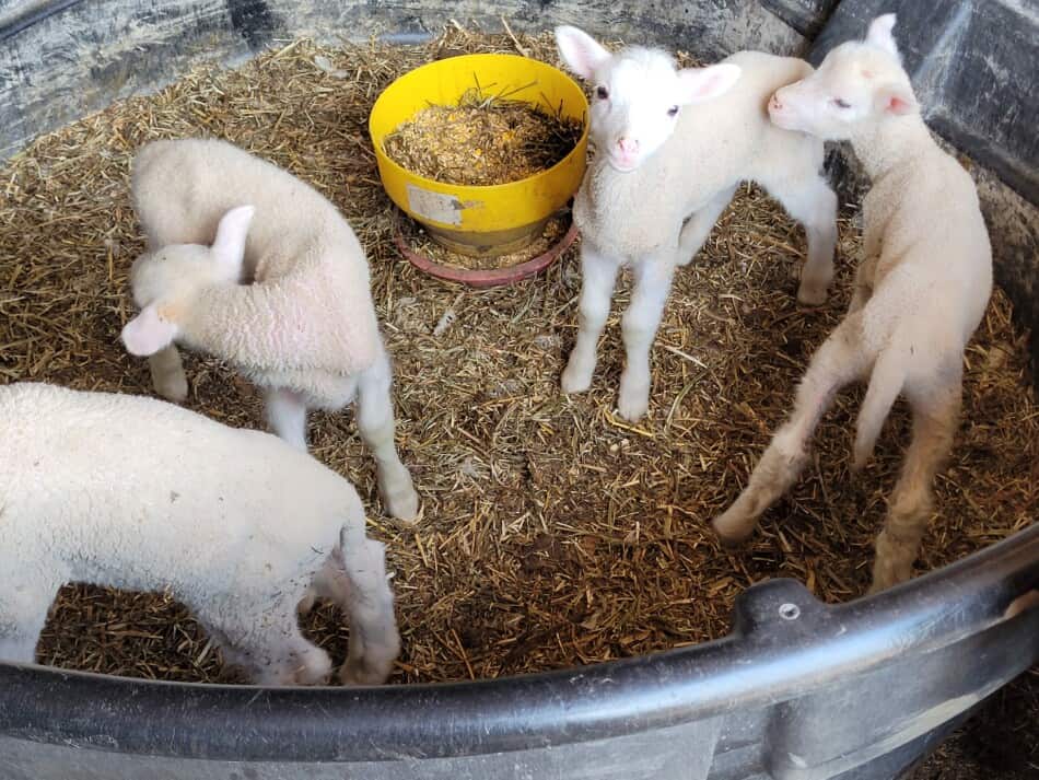 bottle lambs in trough