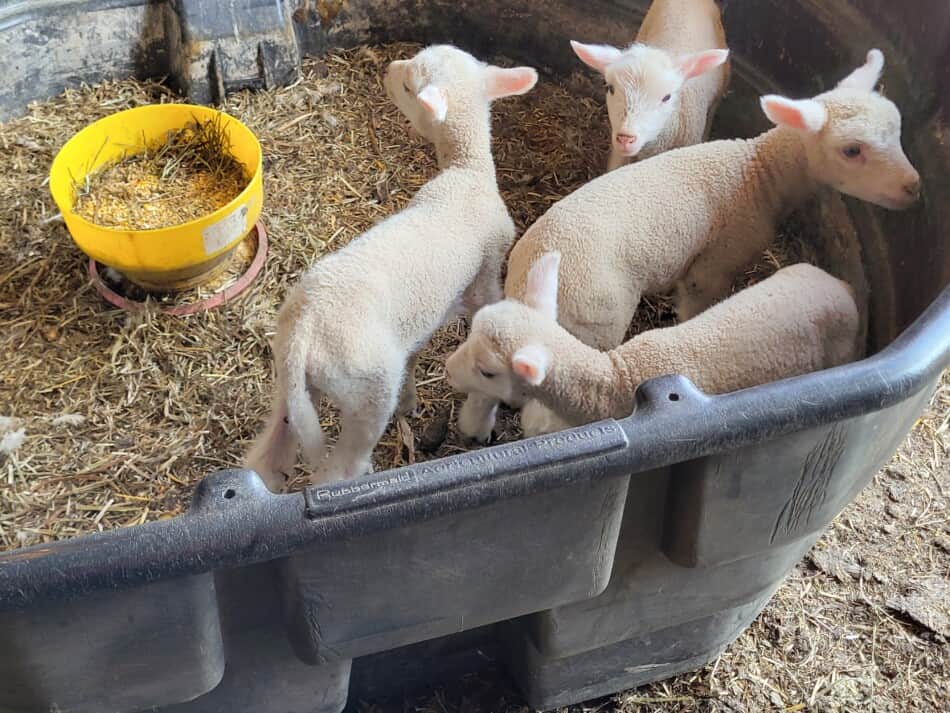 bottle lambs looking to be fed