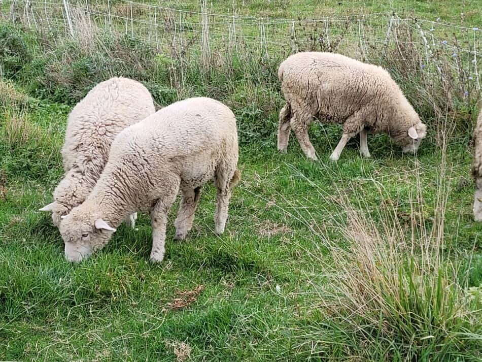 3 older lambs (almost full size) grazing behind an electric netting fence