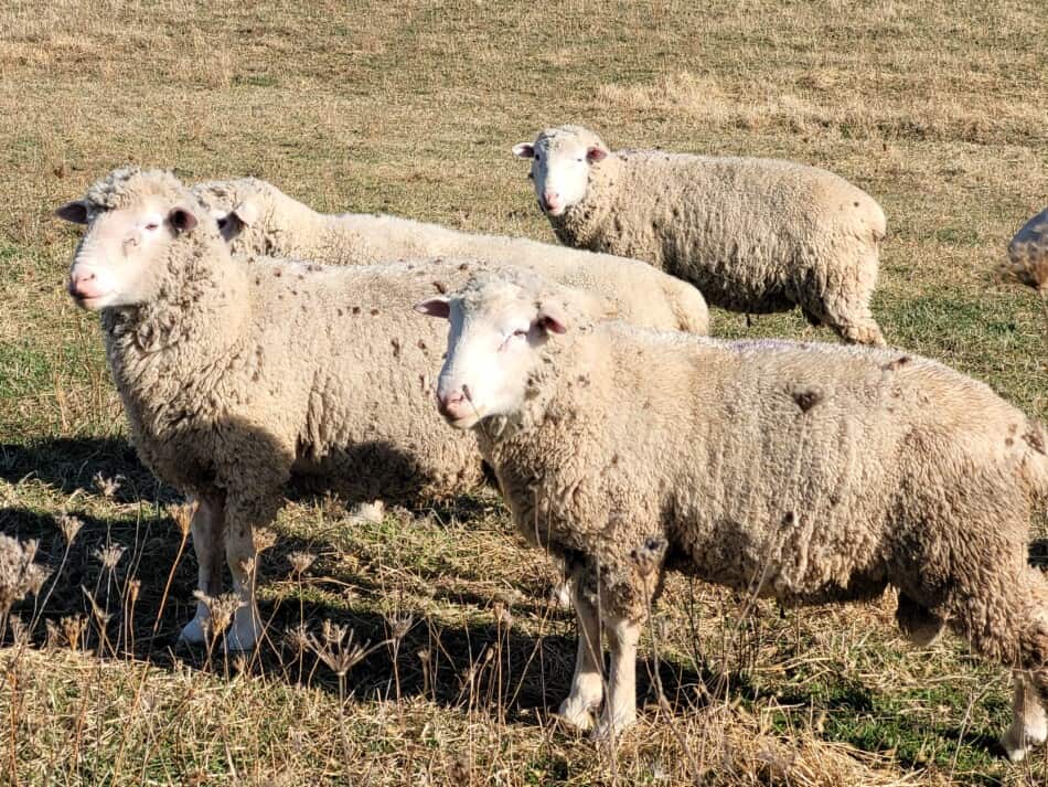 group of white faced breeding rams in pasture