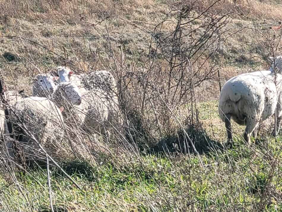 rams looking at a ewe through the fence